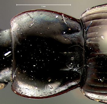 Media type: image;   Entomology 5646 Aspect: pronotum dorsal